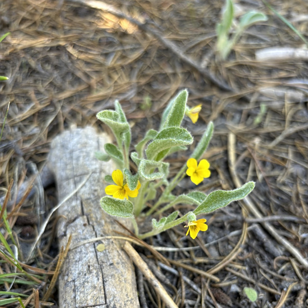 Viola tomentosa