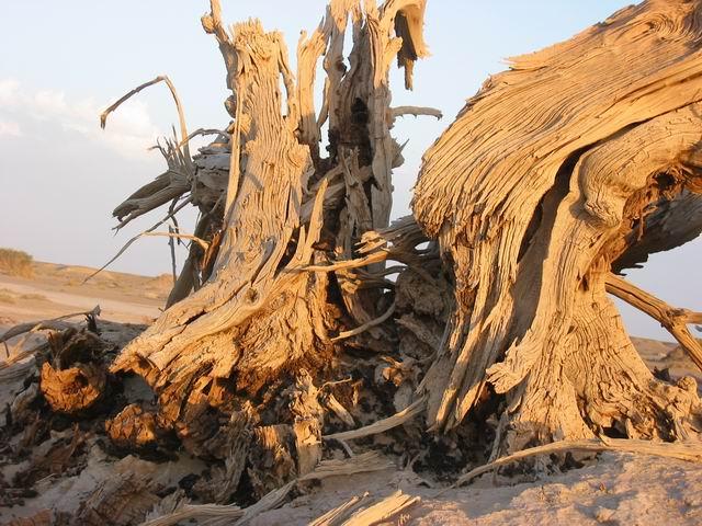 阿拉善盟巴丹吉林沙漠中的枯死樹木