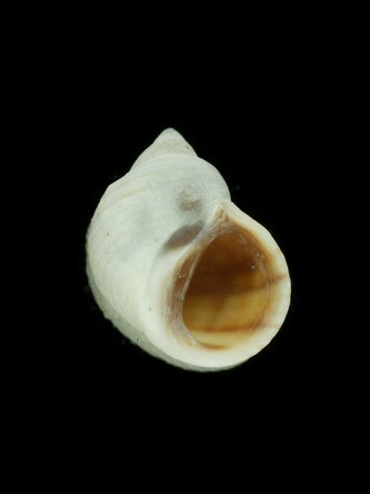 台灣玉黍螺