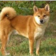 伴侶犬 伴侶犬