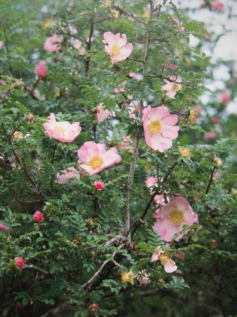 白雪山(薔薇屬栽培品種) 白雪山(薔薇屬栽培品種)