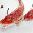 紅娘魚 紅娘魚