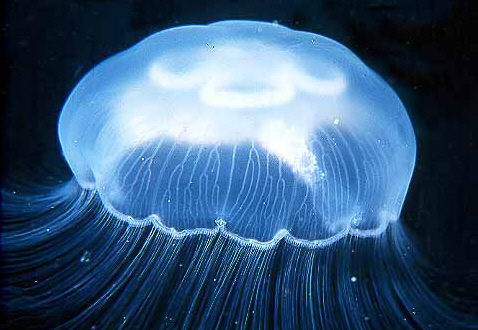 立方水母綱