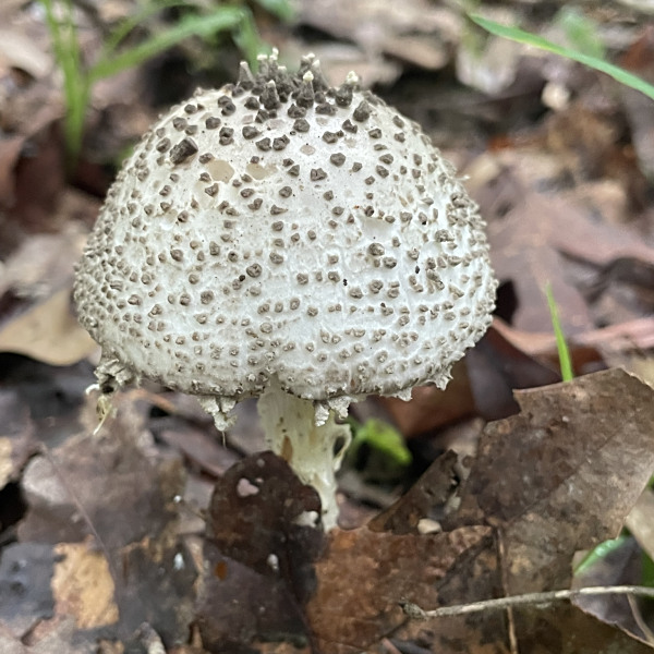 瓦灰鵝膏