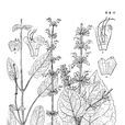 河南鼠尾草