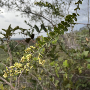 Bredemeyera barbeyana