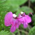 菌生馬先蒿 菌生馬先蒿