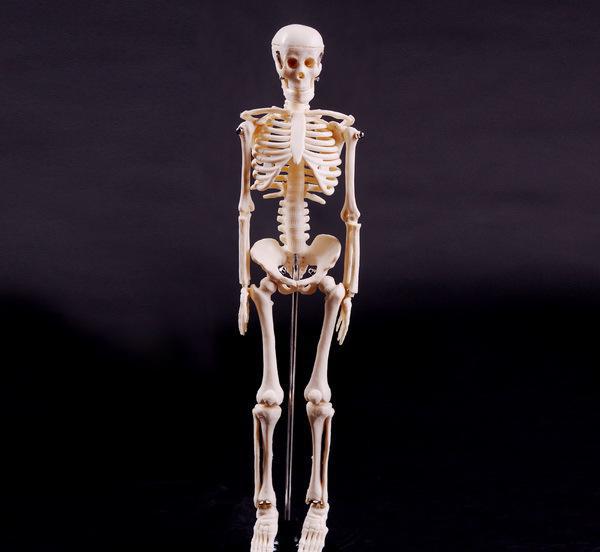 骨架模型