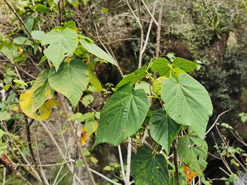 蕁麻樹 蕁麻樹