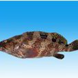 瑪拉巴石斑魚