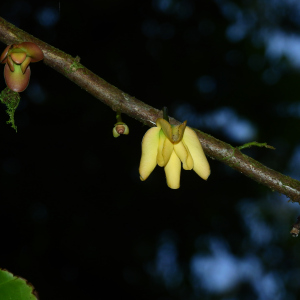 Cremastosperma brevipes