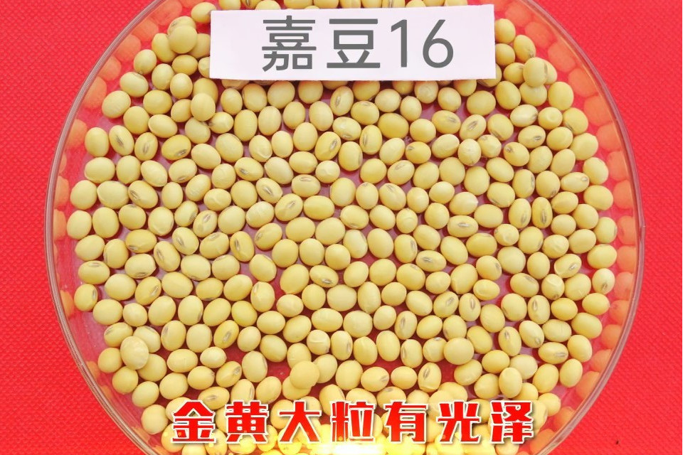 嘉豆16 嘉豆16