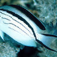 月蝶魚 月蝶魚