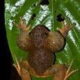 昏蛙屬(Night Frogs) 昏蛙屬(Night Frogs)