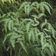 狼萁草 狼萁草