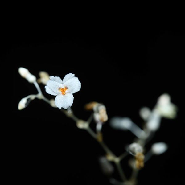 Gymnosiphon breviflorus