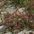 小蓼花 小蓼花