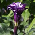紫色曼陀羅 紫色曼陀羅