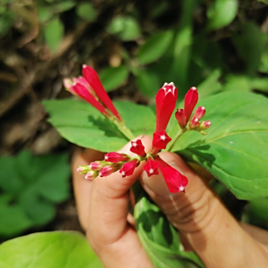 Spigelia mexicana