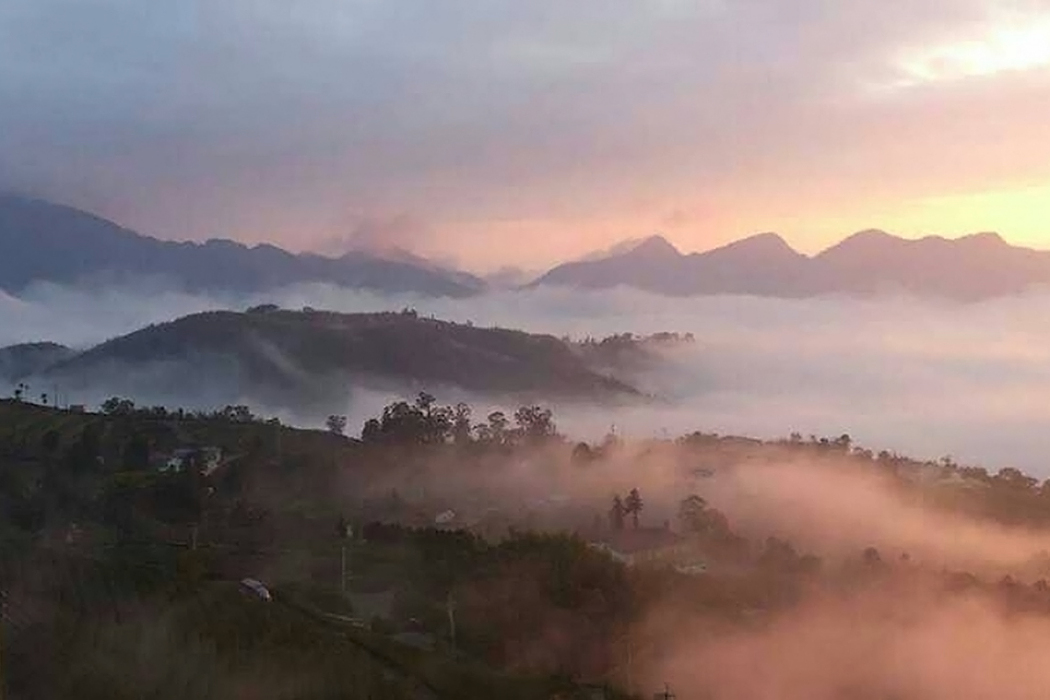 瑞峰茶區