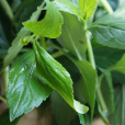 苦齋菜 苦齋菜