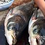 黃河流魚 黃河流魚