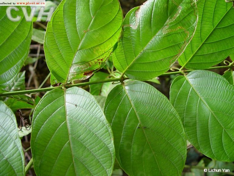 鉤藤茶 鉤藤茶