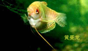 黃曼龍魚