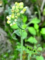 絲毛毛氈草 絲毛毛氈草