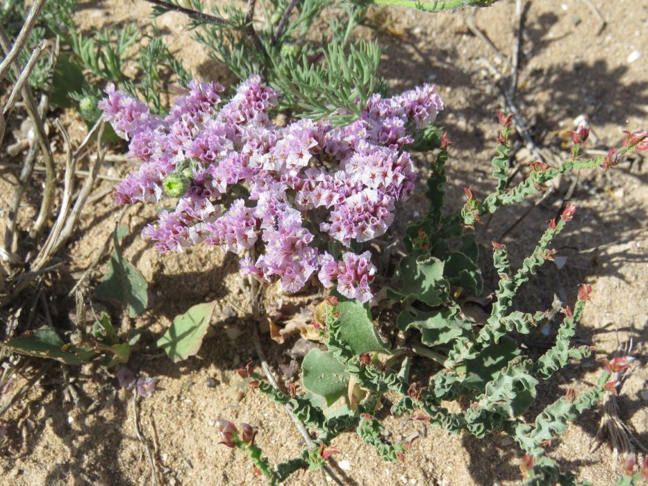 Limonium mucronatum