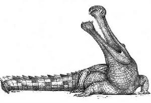 泰內雷沙漠的鱷魚化石