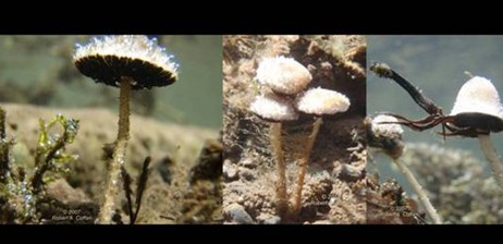 水底蘑菇