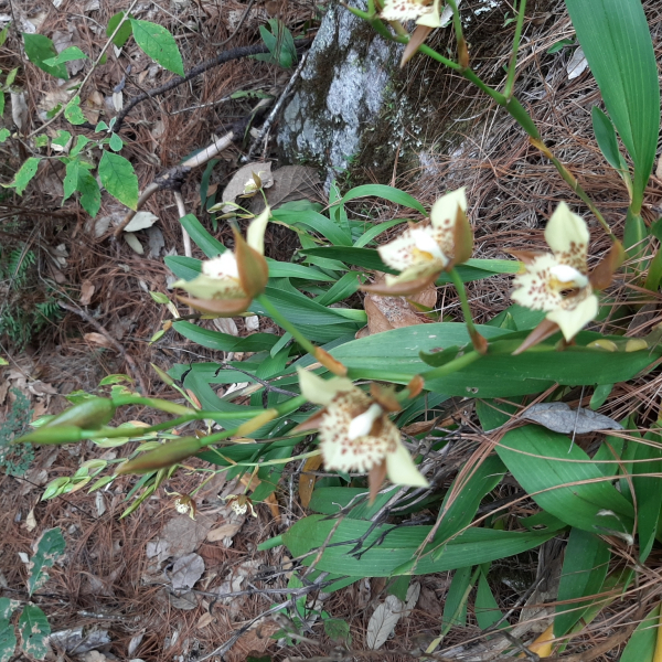 Rhynchostele maculata