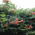 厚萼凌霄(美洲凌霄（美洲凌霄）)