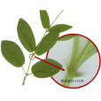 托葉(stipule) 托葉(stipule)