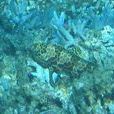 六角石斑魚 六角石斑魚