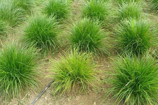 山丹苔草 山丹苔草