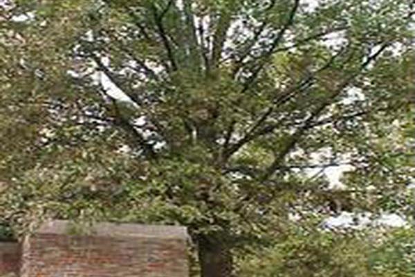Quercus palustris
