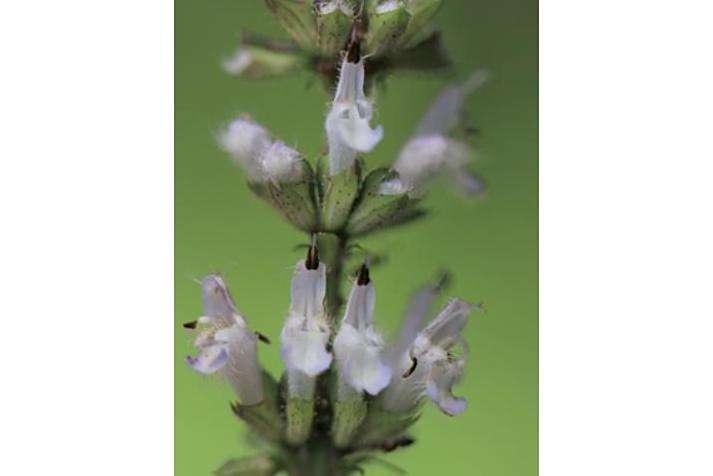 Agastache cana \x27Sinning\x27 SONORAN SUNSET