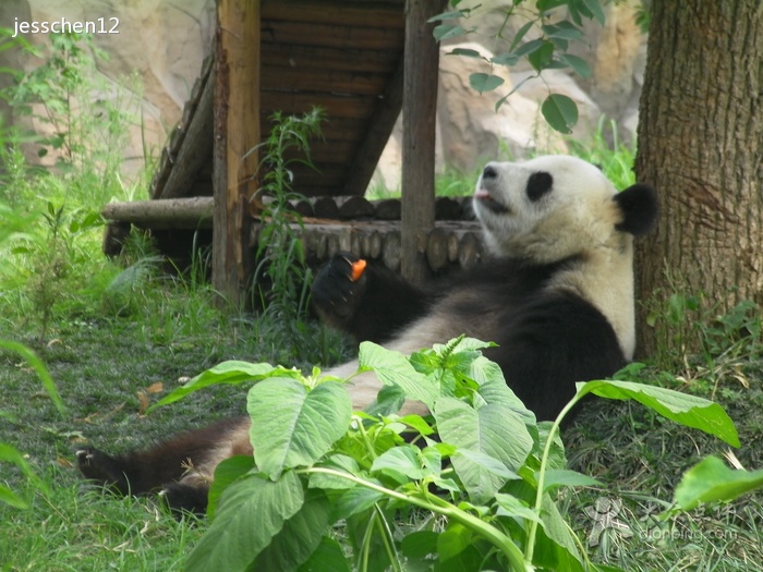 仙芝竹尖熊貓生態園