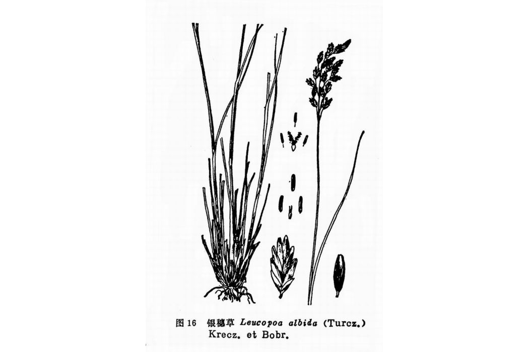 銀穗草屬 銀穗草屬