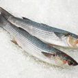 烏鯔魚 烏鯔魚
