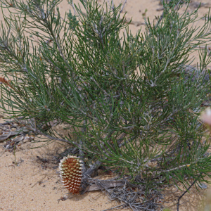 Banksia leptophylla