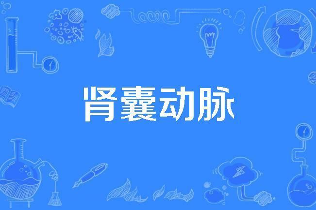 腎囊動脈 腎囊動脈