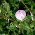 芒柄花屬 芒柄花屬