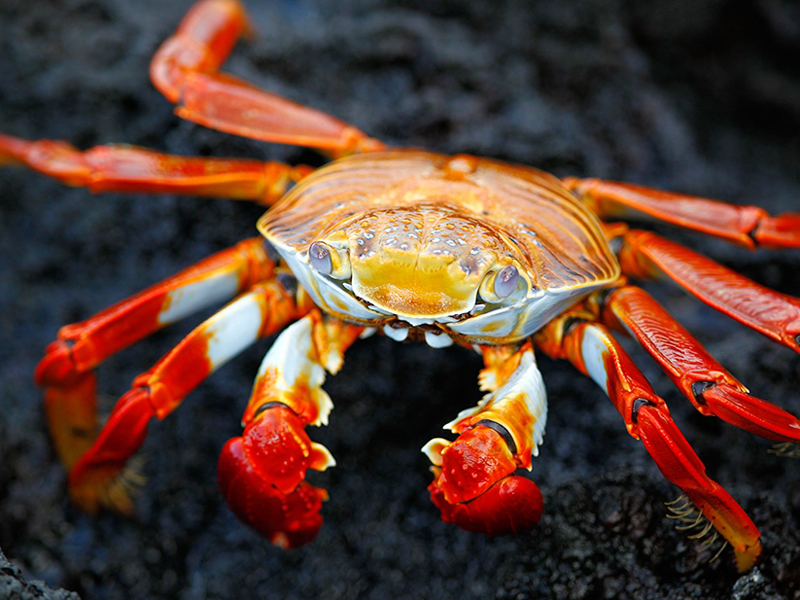 紅石蟹