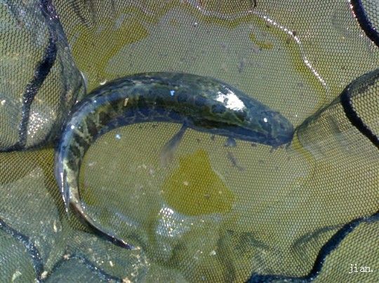 蛇魚
