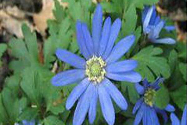 Anemone blanda \x27Blue Shades\x27