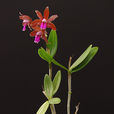 Cattleya bicolor Cattleya bicolor