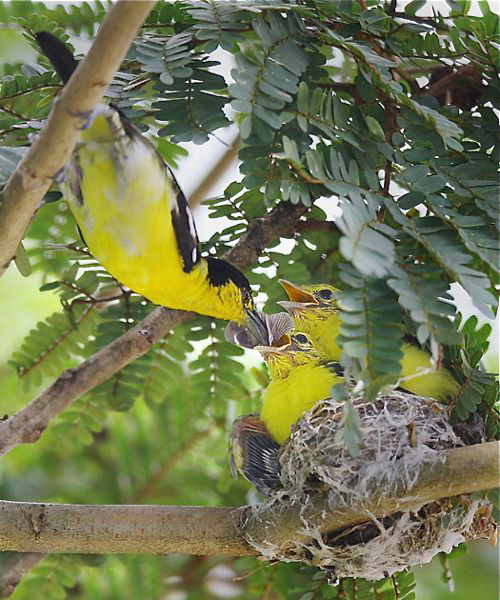 黑翅雀鵯婆羅洲亞種